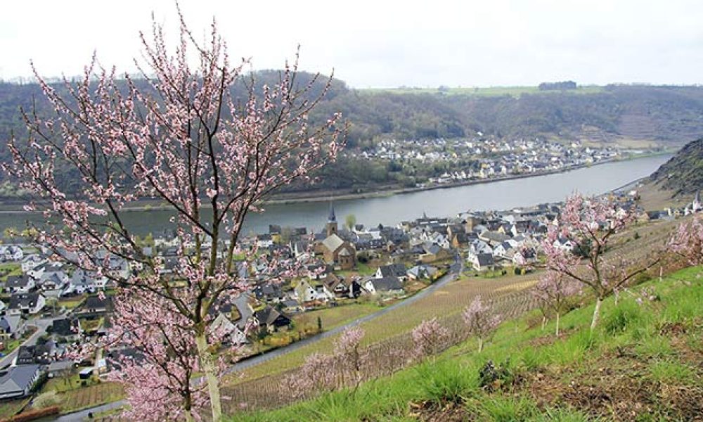 Genussvoll Radeln an der Mosel