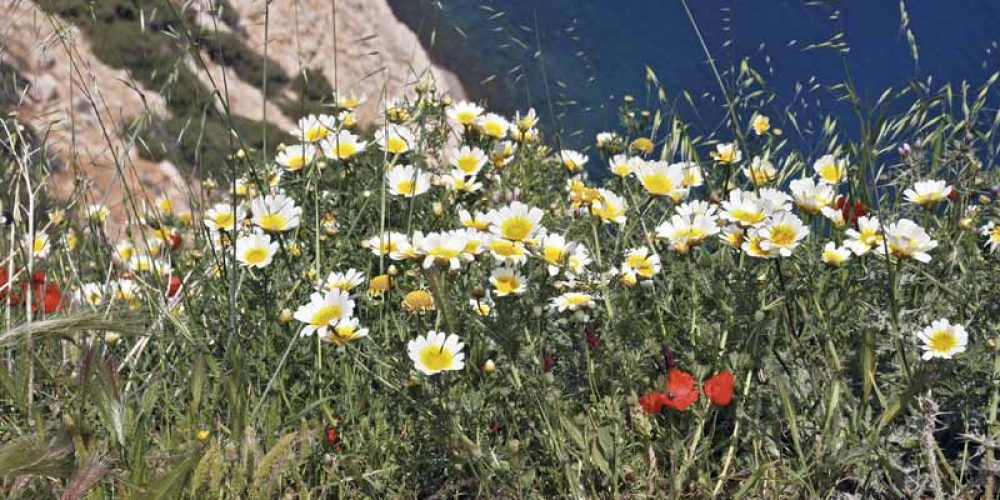 Frühling auf Kreta