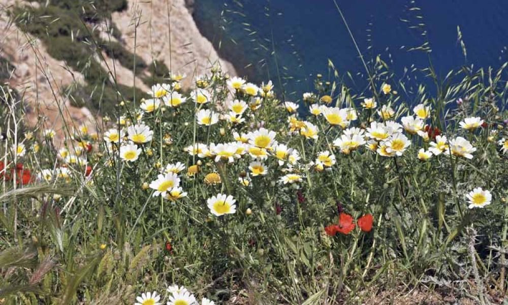 Frühling auf Kreta