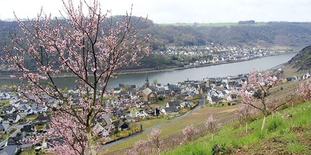 Genussvoll Radeln an der Mosel